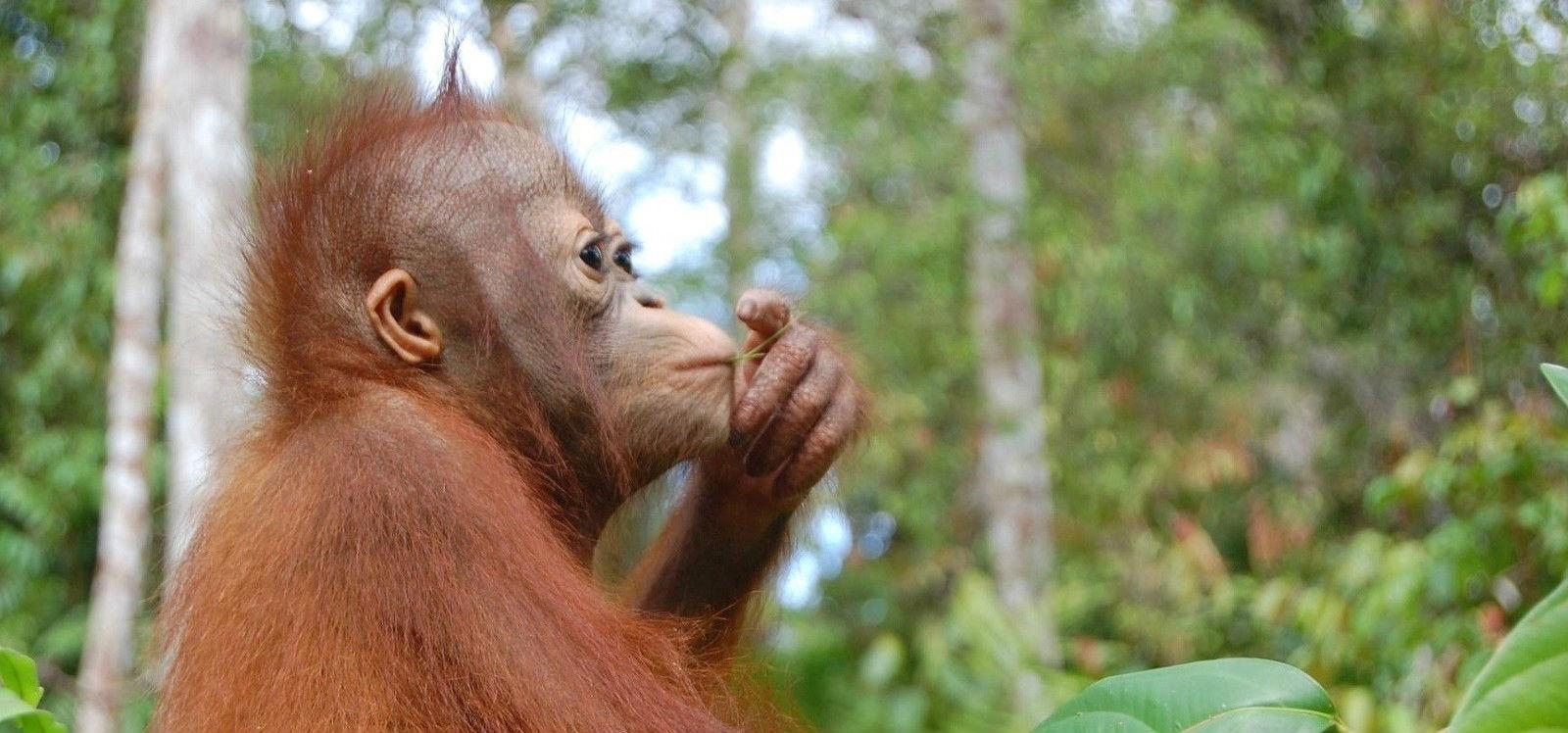 1600x750 Wallpaper Blink of Orangutan Wallpaper HD for Android, Dual Screen