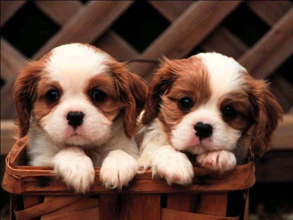 1030x770 Puppy Wallpaper Wallpaper Inn, Desktop