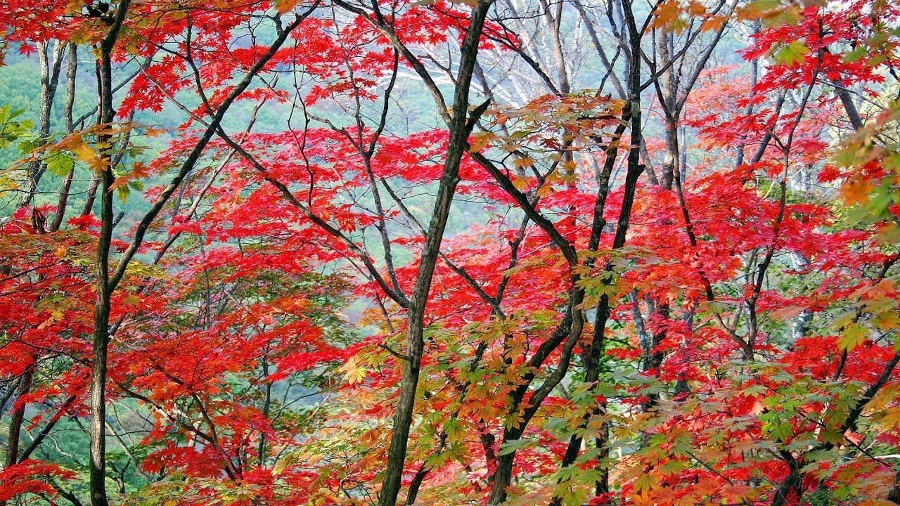 1280x720 New desktop wallpaper? Autumn scenery in NE China's Liaoning, Desktop