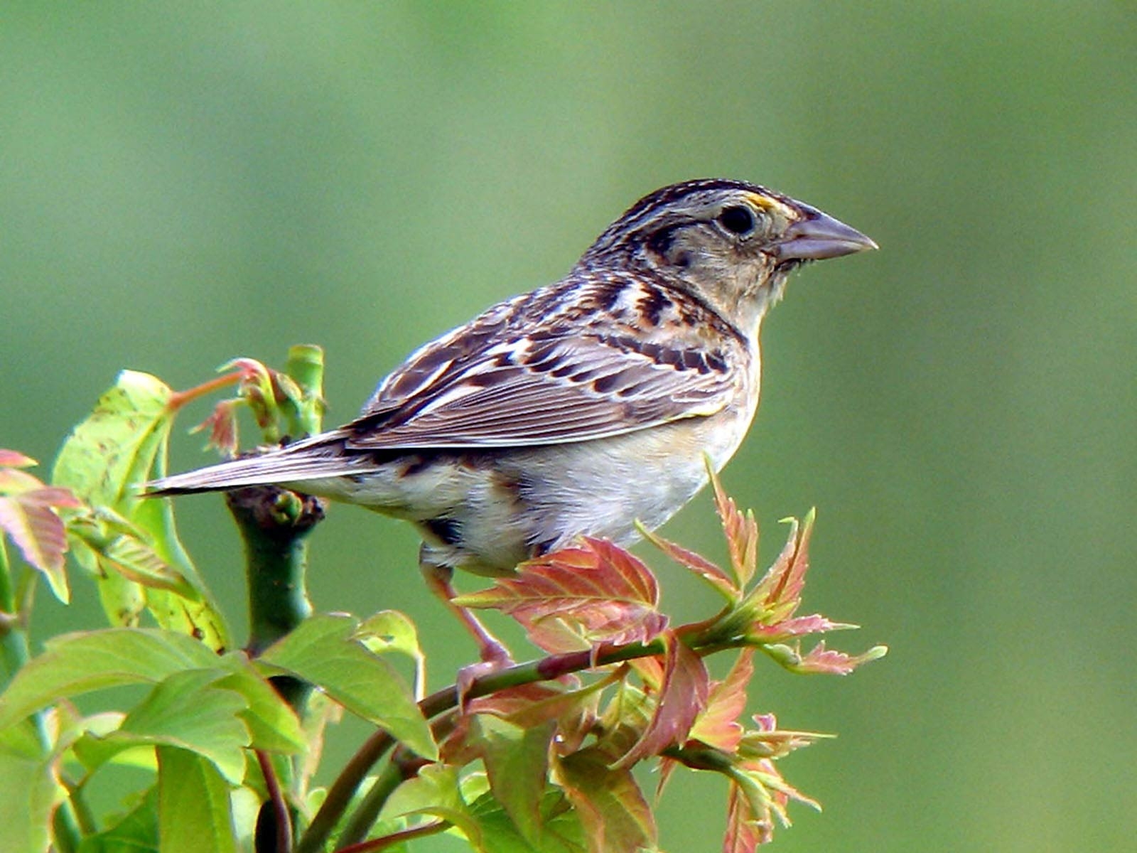 1600x1200 Sparrow Wallpaper 3 X 1200, Desktop