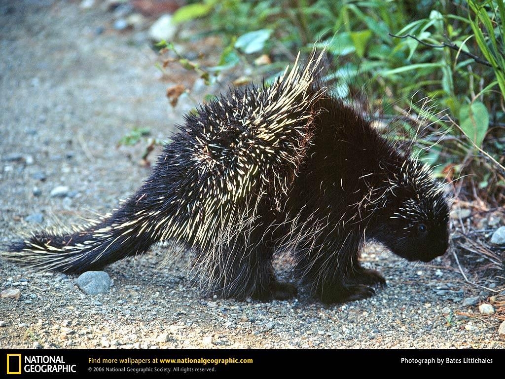 1030x770 Free Porcupine Wallpaper download, Desktop