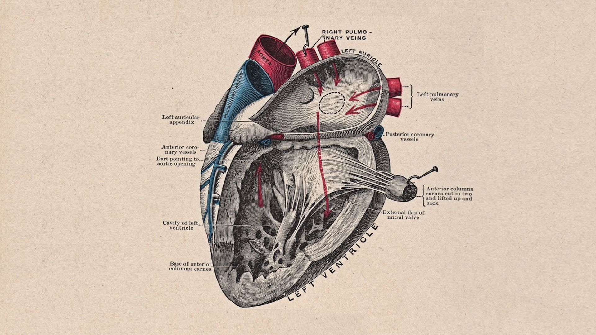 1920x1080 Heart Anatomy Wallpaper Free Heart Anatomy Background, Desktop