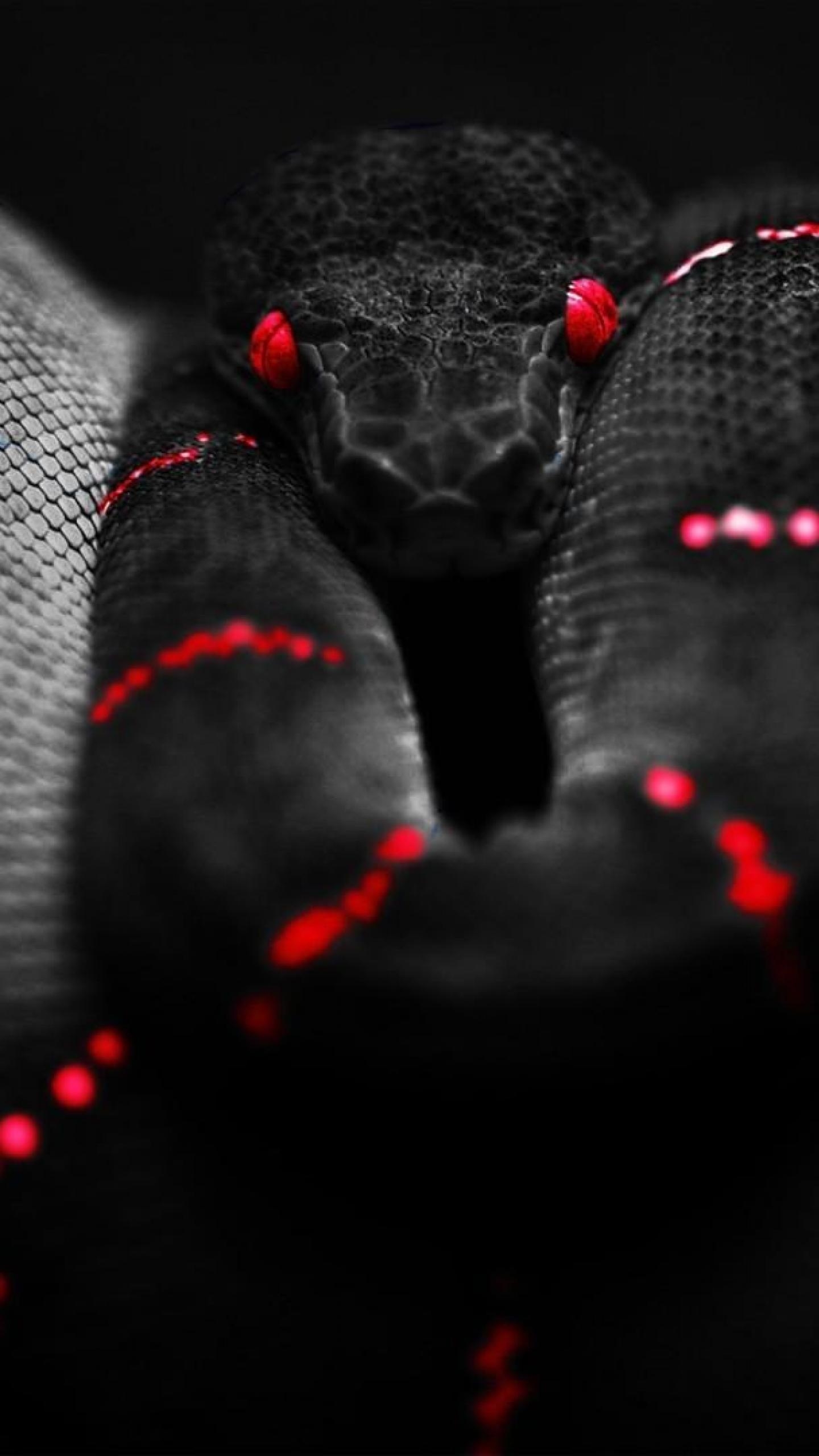 1440x2560 1080p Boa Snake Wallpaper, 41 1080p Boa Snake HD Wallpaper, Phone