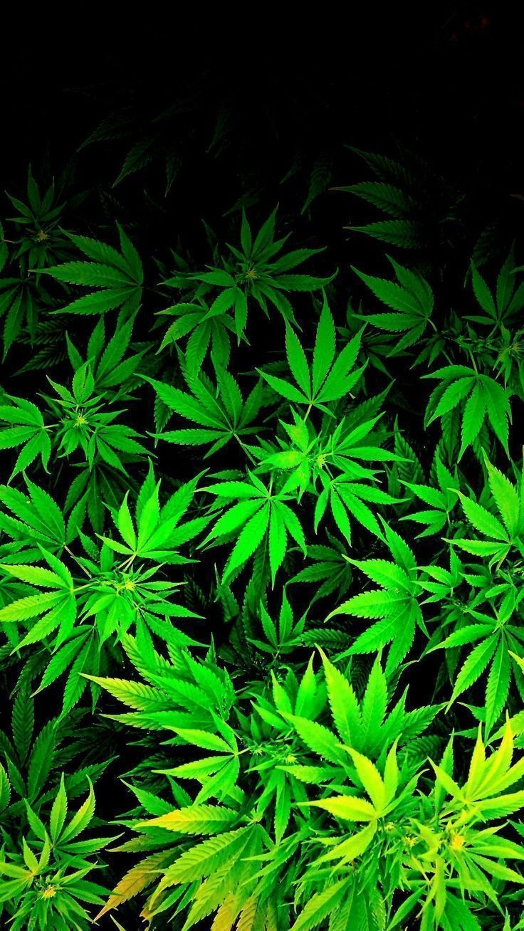 740x1310 Cool Weed Wallpaper Free Cool Weed Background, Phone