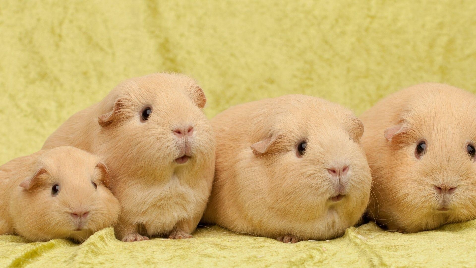 1920x1080 Full HD 1080p Guinea pigs Wallpaper HD, Desktop Background, Desktop