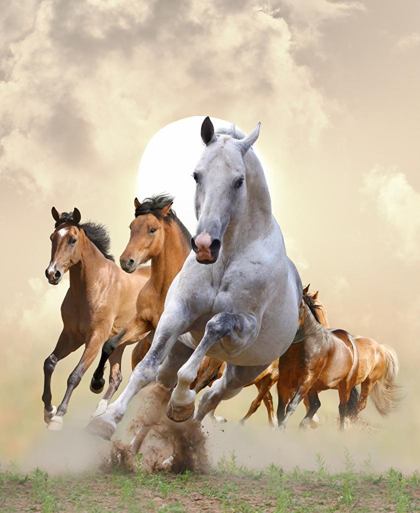 840x1030 Desktop Wallpaper Horses Running animal, Phone