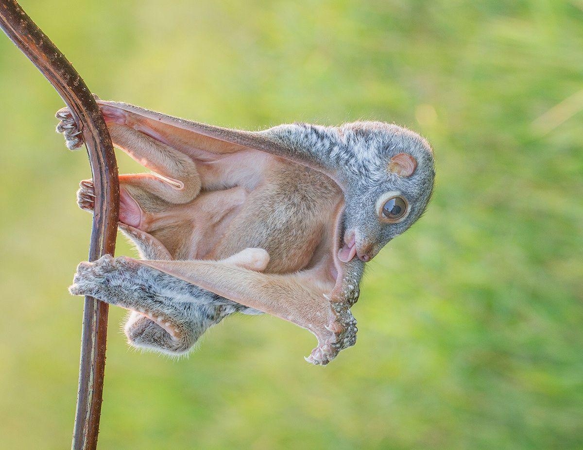 1200x930 Galeopiteco / Colugo (Galeopterus variegatus) / por Hendy Mp, Desktop