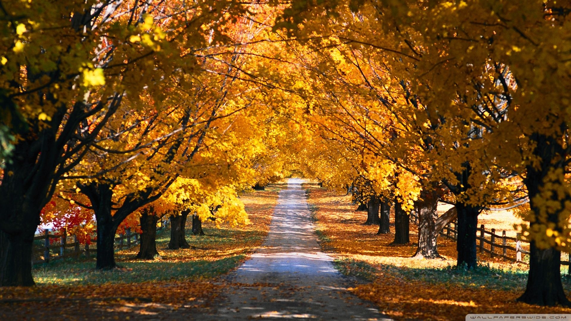 1920x1080 Free download Tree Tunnel Road Autumn Wallpaper  Tree Tunnel Road Autumn [] for your Desktop, Mobile & Tablet. Explore Autumn Wallpaper. Autumn Wallpaper Hd,  HD Autumn, Desktop