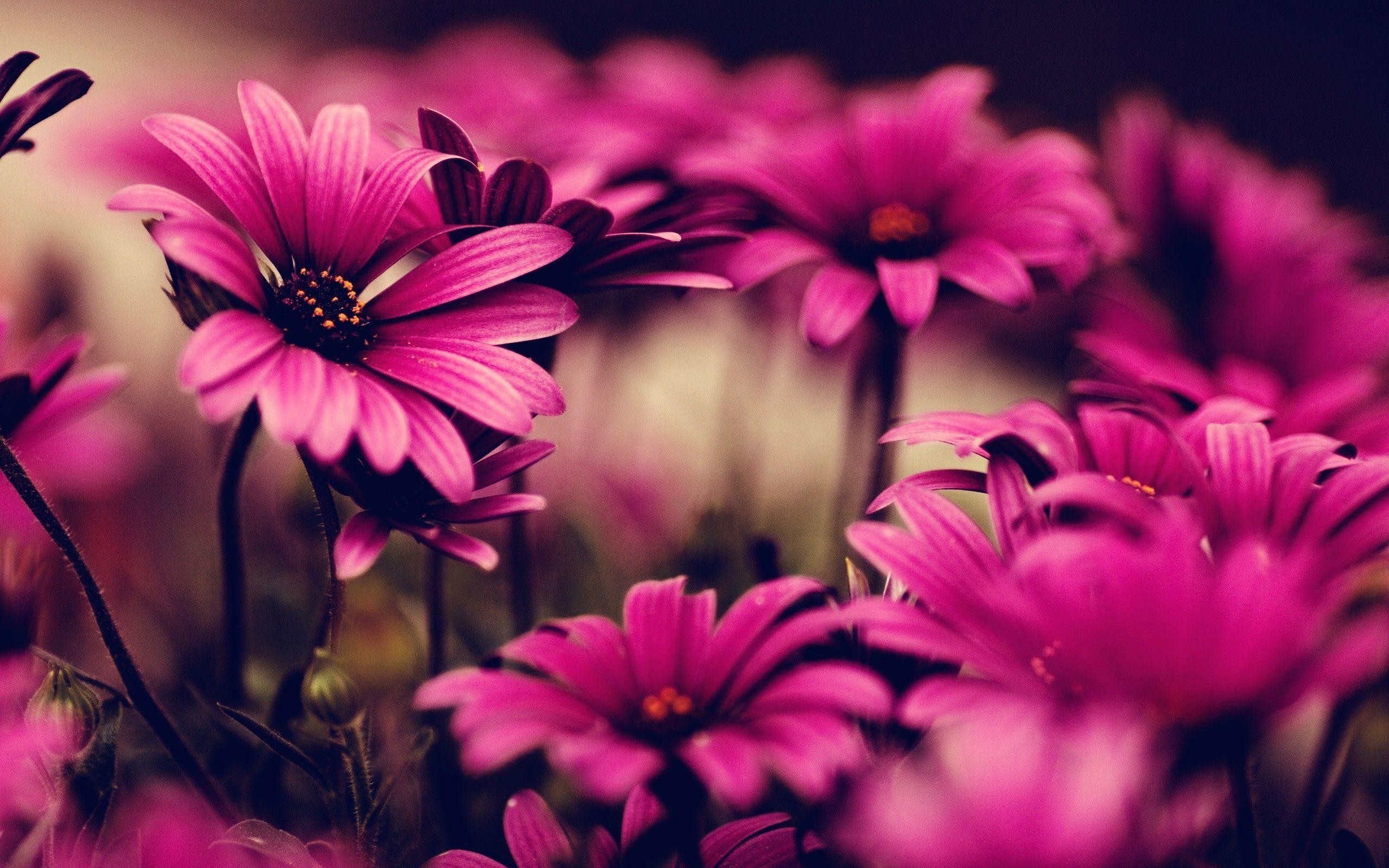 2560x1600 Pink Flower HD Wallpaper. Pink Flower Photo, Desktop