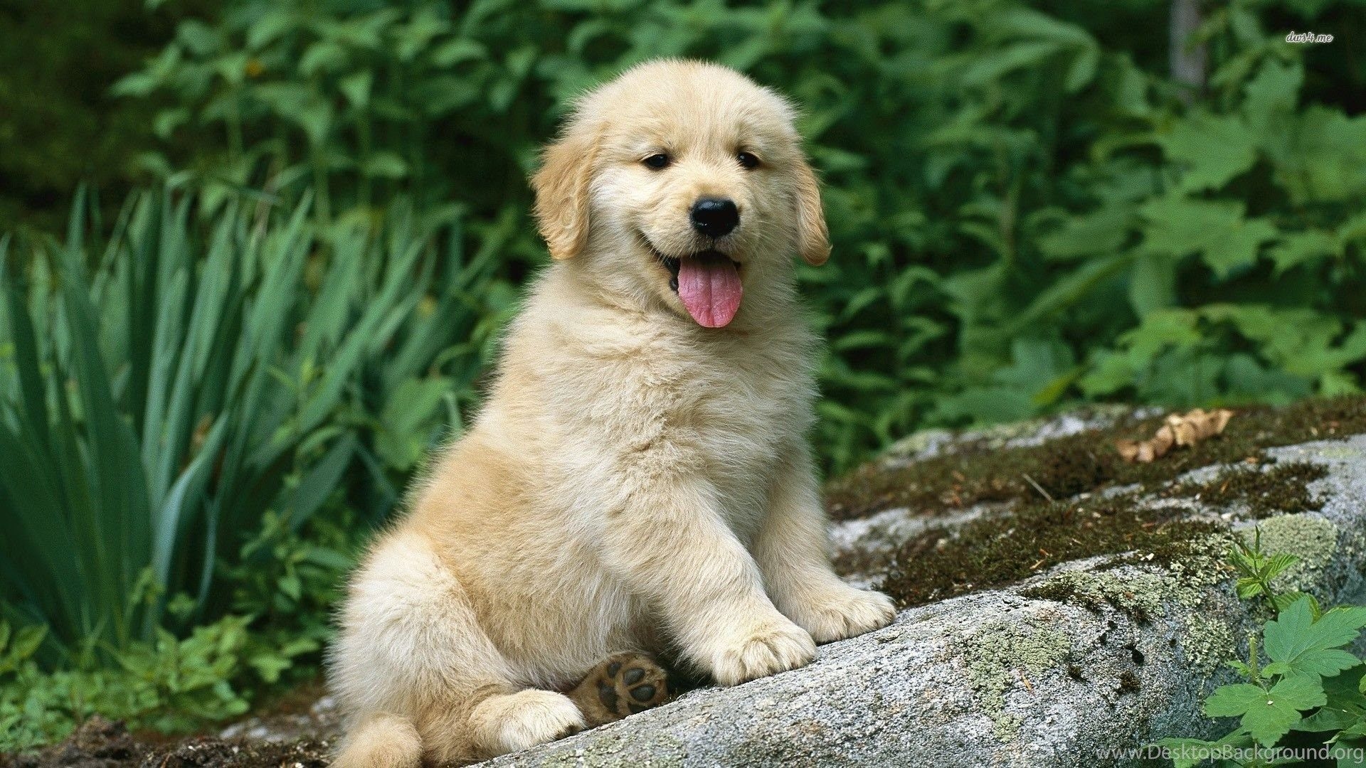 1920x1080 Golden Retriever Puppies Wallpaper HD 10 Free Wallpaper, Desktop