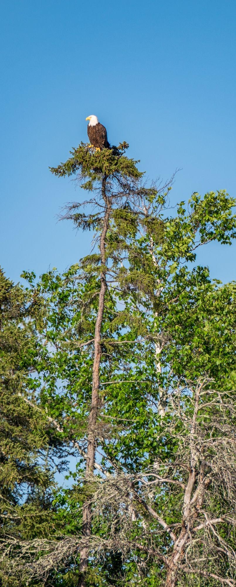 810x2000 Voyageurs National Park, Phone