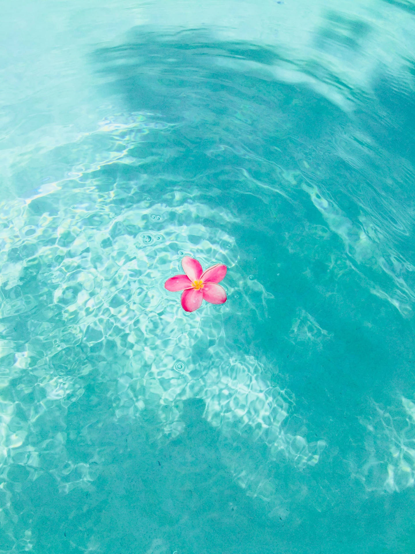 1440x1920 Download Summer Aesthetic Flower On, Phone