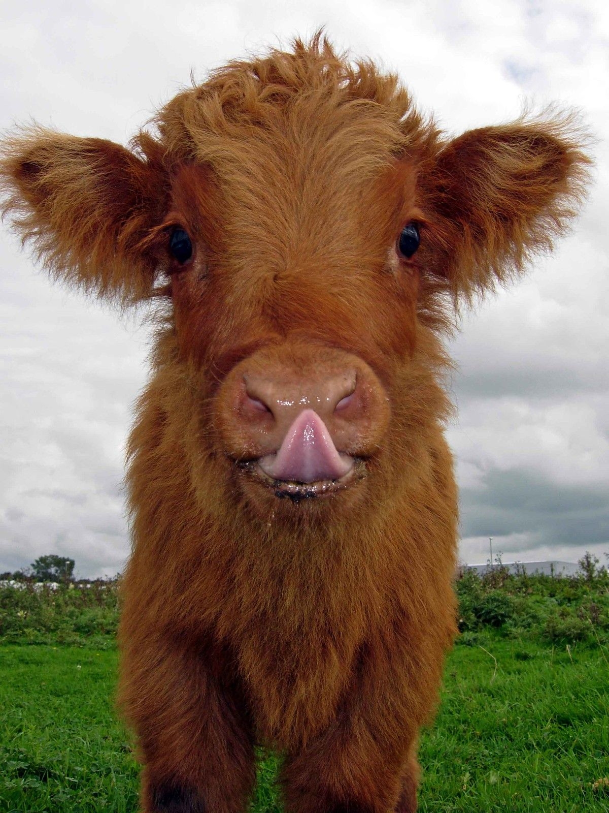 1200x1600 Fluffy Highland Cattle Calves, Phone