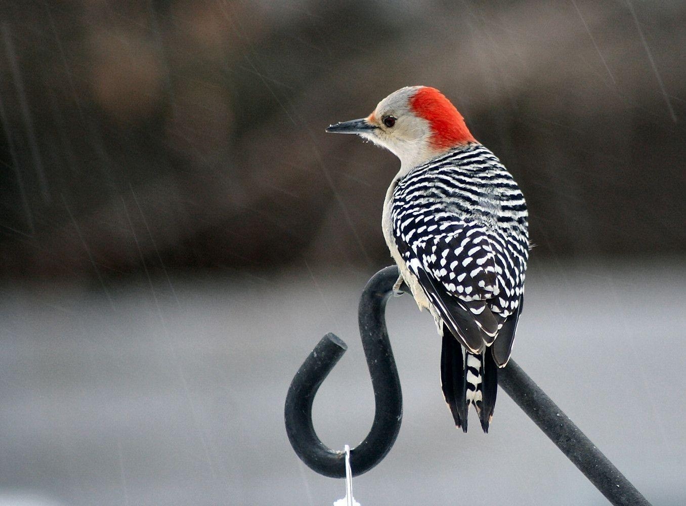 1360x1000 Download Best Red Bellied Woodpecker Wallpaper, Desktop