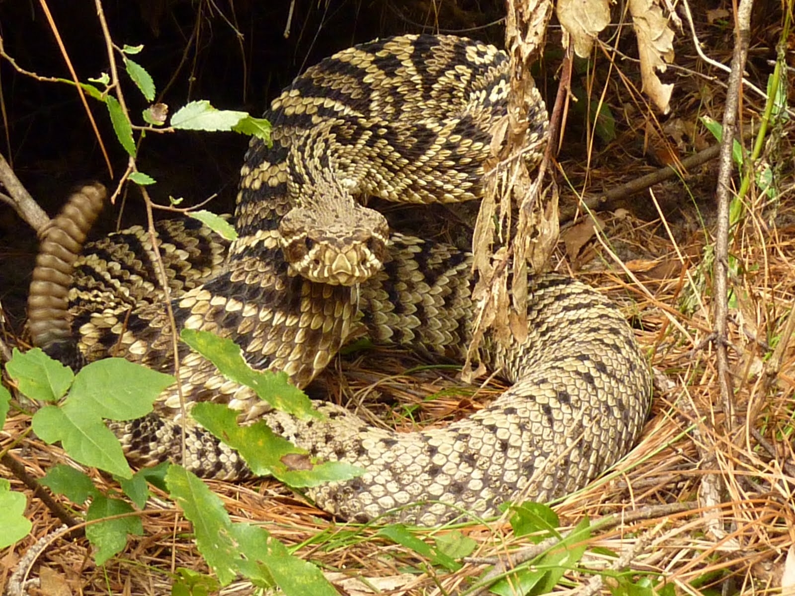 1600x1200 Eastern Diamondback Rattlesnake Wallpaper. Eastern, Desktop