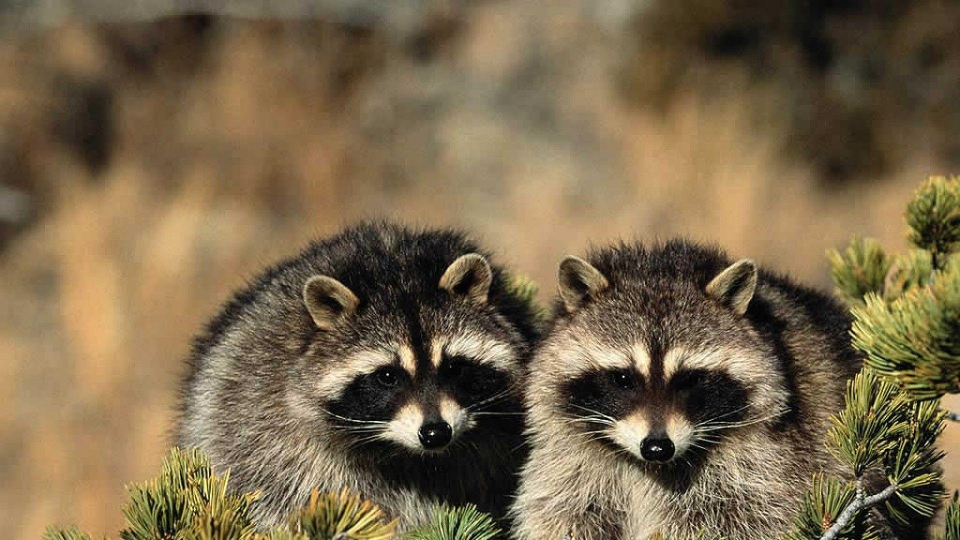 1920x1080 Raccoon wallpaper, Desktop