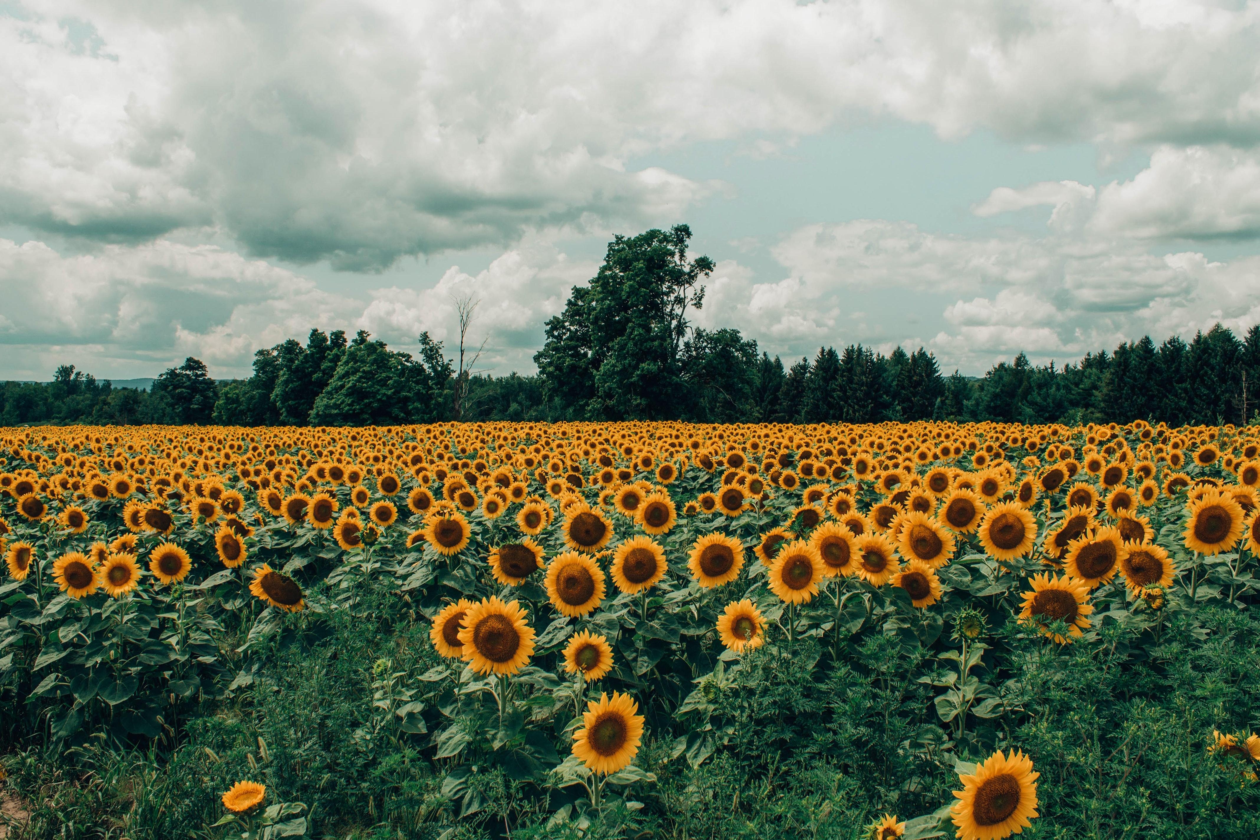 4280x2850 Sunflower Laptop Wallpaper Free Sunflower Laptop, Desktop