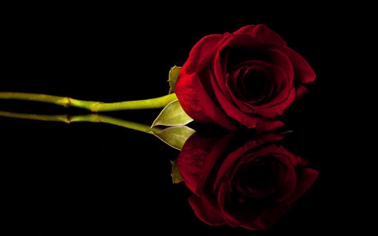 1280x800 Red Rose Desktop Background Wallpaper HD, Desktop