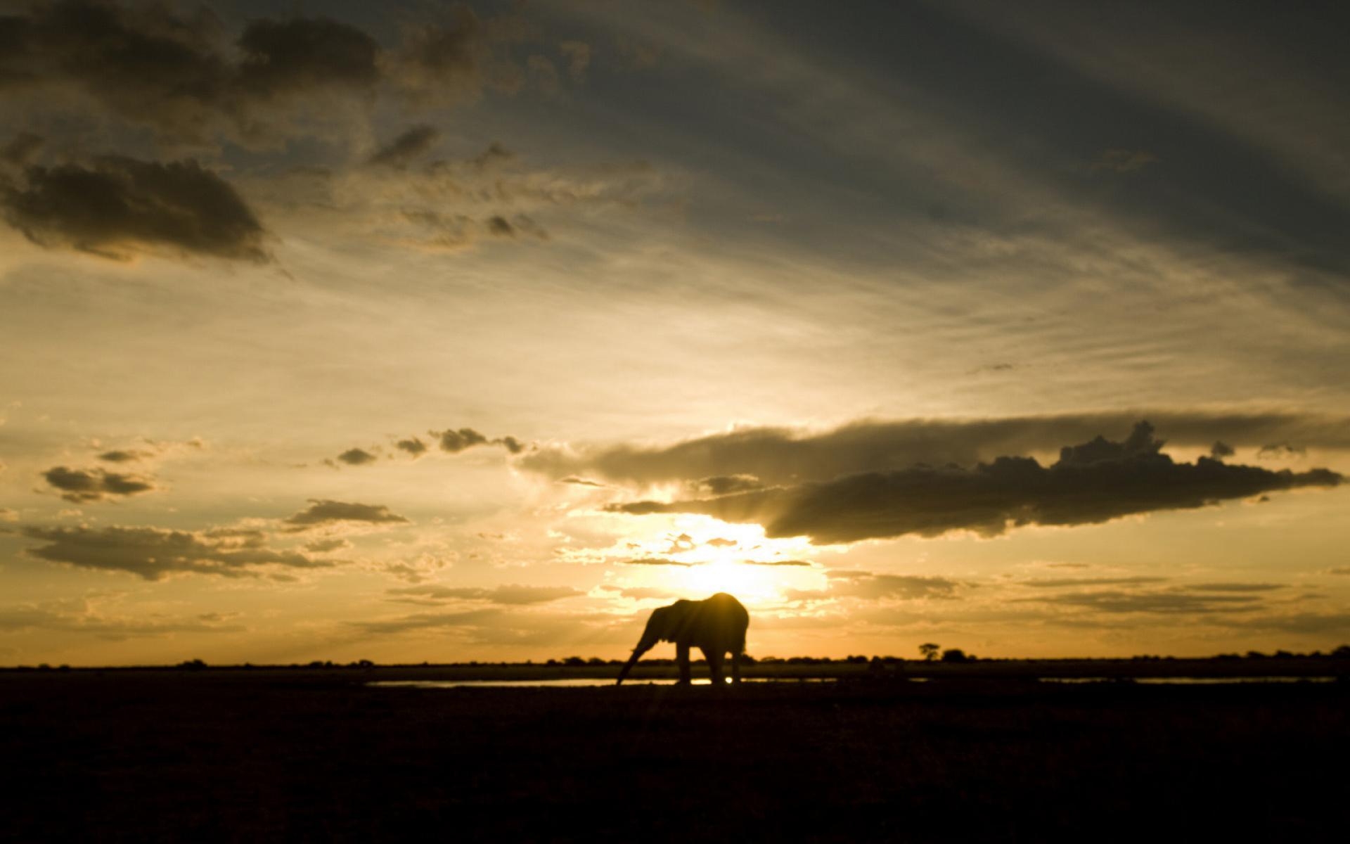 1920x1200 Index Of Assets Image 1920x600 Southern Africa Botswana Migration, Desktop