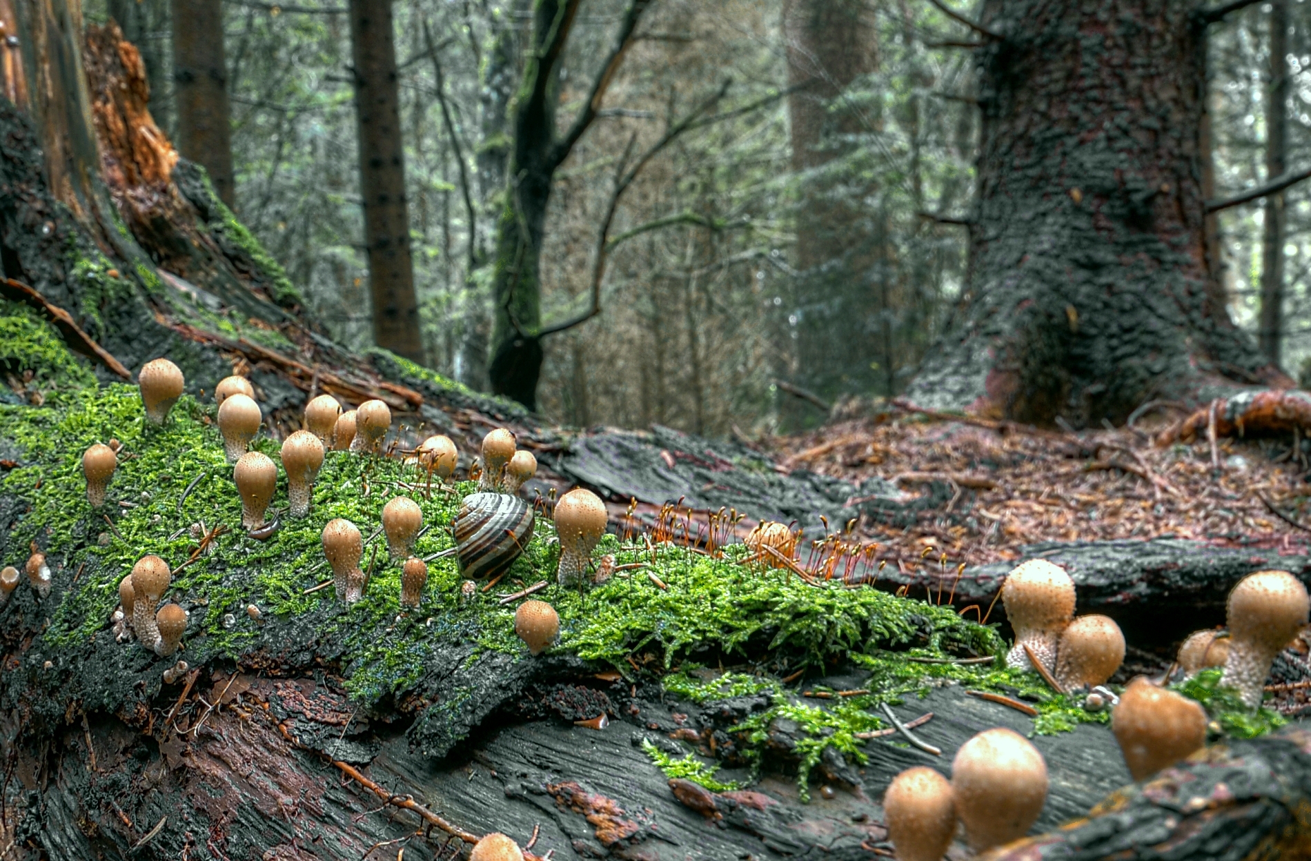 1900x1250 Wallpaper, macro, tree, nature, mushroom, forest, mushrooms, close, snail, explore, Desktop