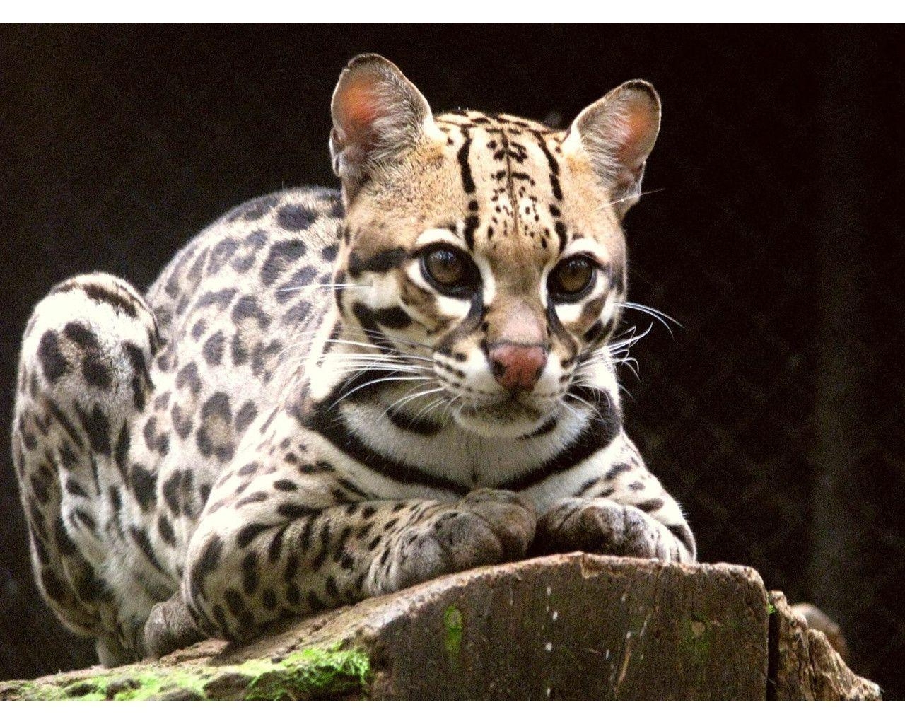 1280x1030 ocelot cat wallpaper, Desktop