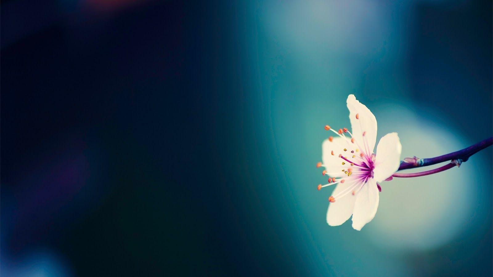 1600x900 Free Pretty Background 17133  px, Desktop