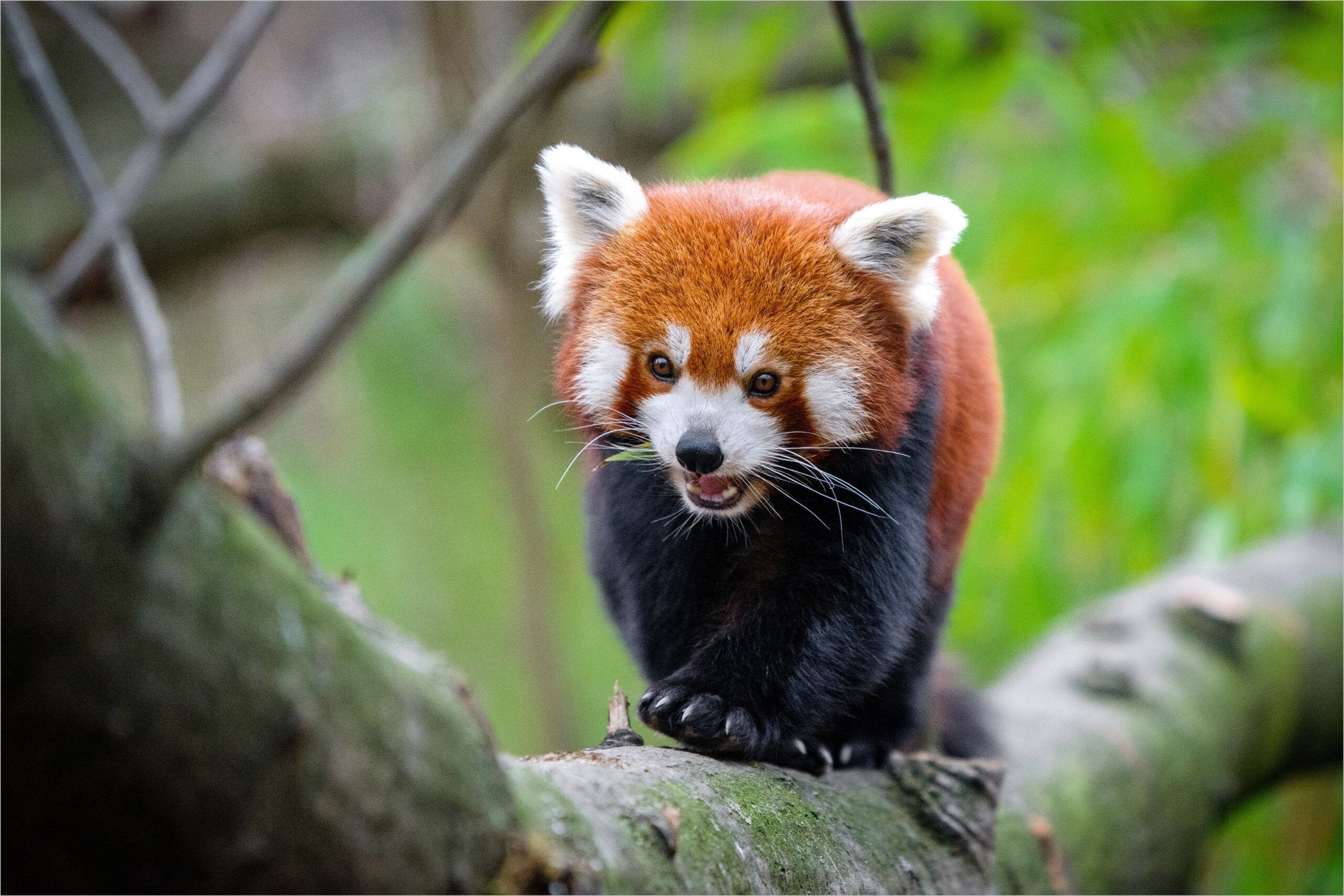 2560x1710 Red Panda Wallpaper 4k. Panda wallpaper, Red panda, Free HD wallpaper, Desktop