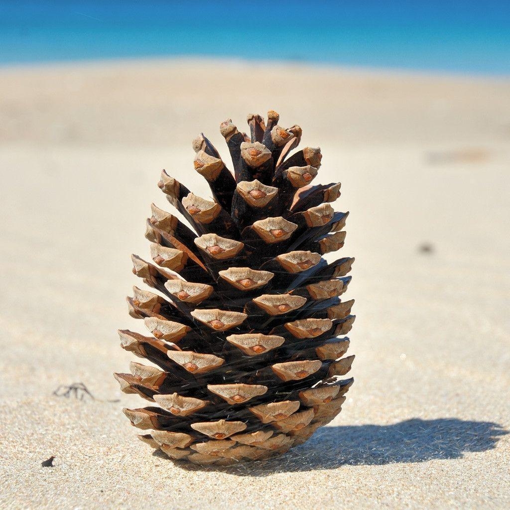 1030x1030 Pine Cone, Phone