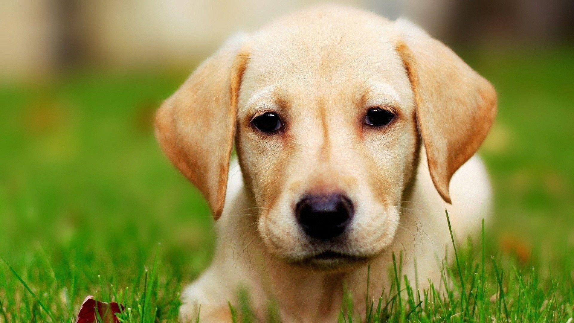 1920x1080 Dog Labrador wallpaper, Desktop