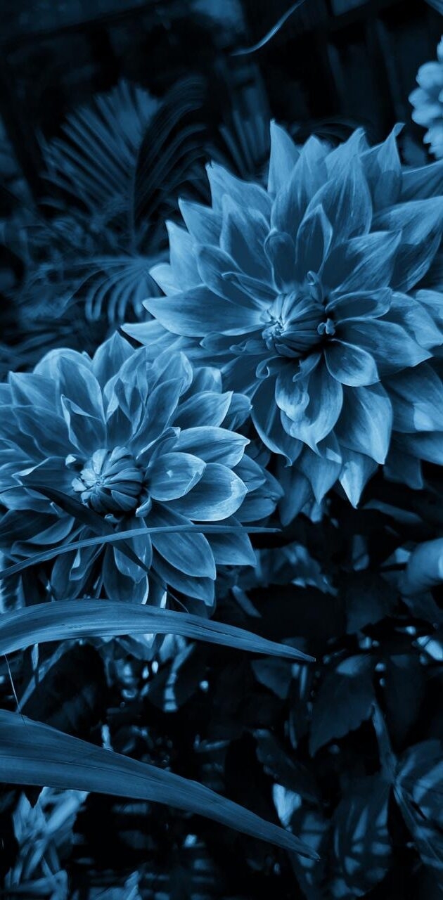 630x1280 Blue Flower Wallpaper, Phone