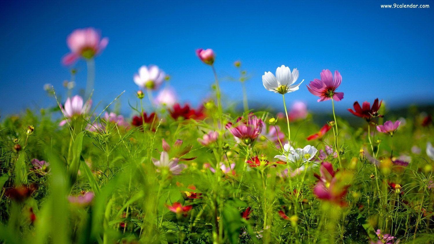 1500x850 Spring wildflowers HD & HQ Wallpaper, Desktop