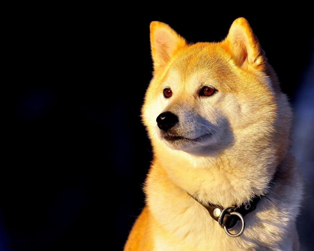 1280x1030 Shiba Inu Dog, Desktop