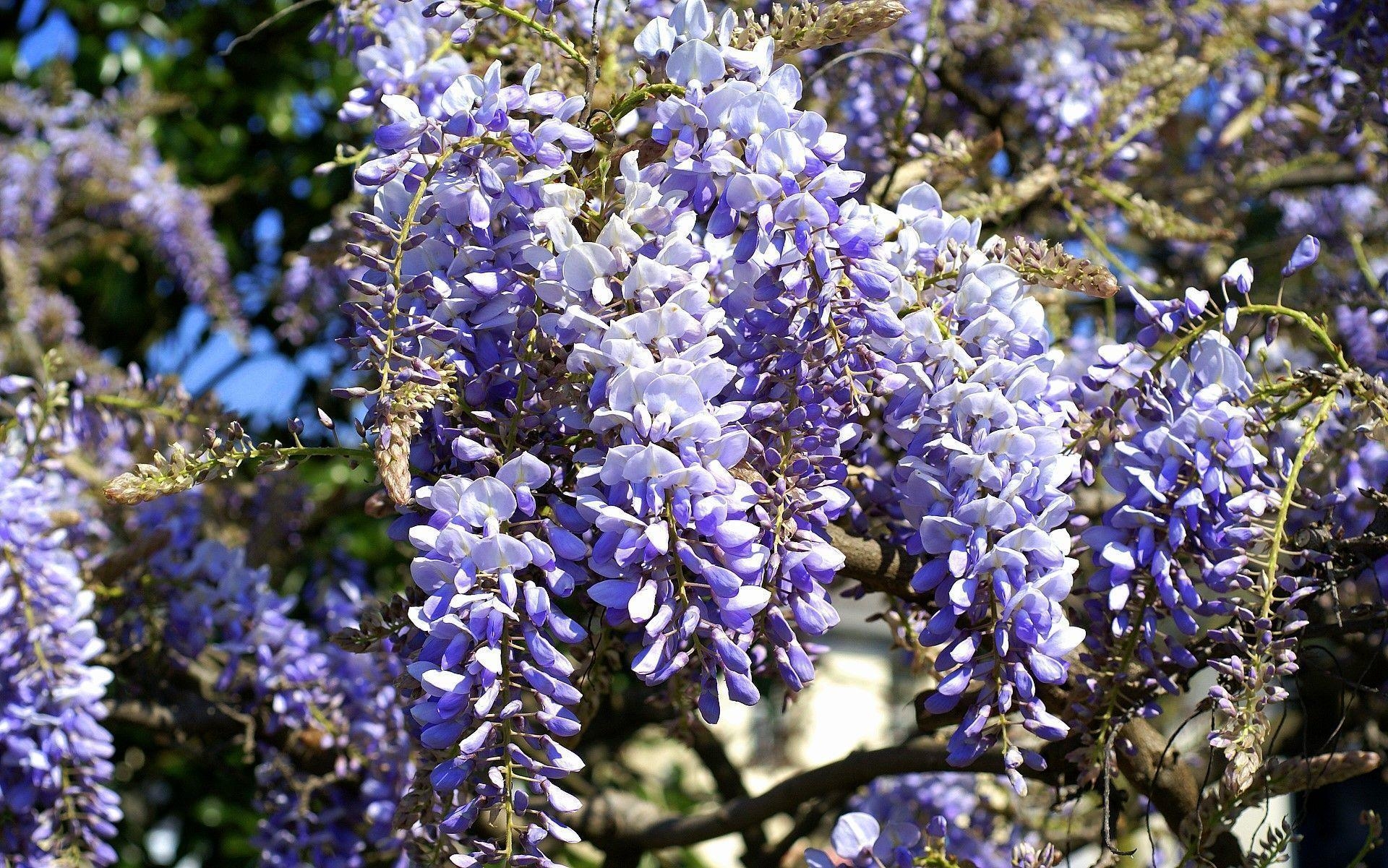 1920x1210 Wisteria Wallpaper 154830 High Definition Wallpaper. Suwall, Desktop