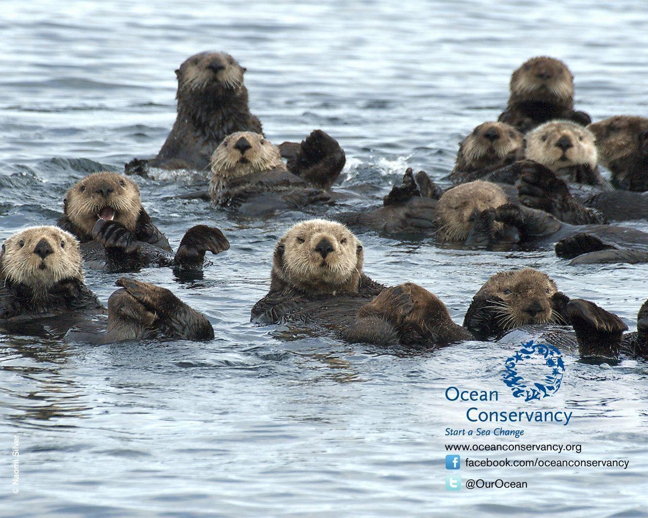 1280x1030 Sea Otter wallpaperx1024, Desktop