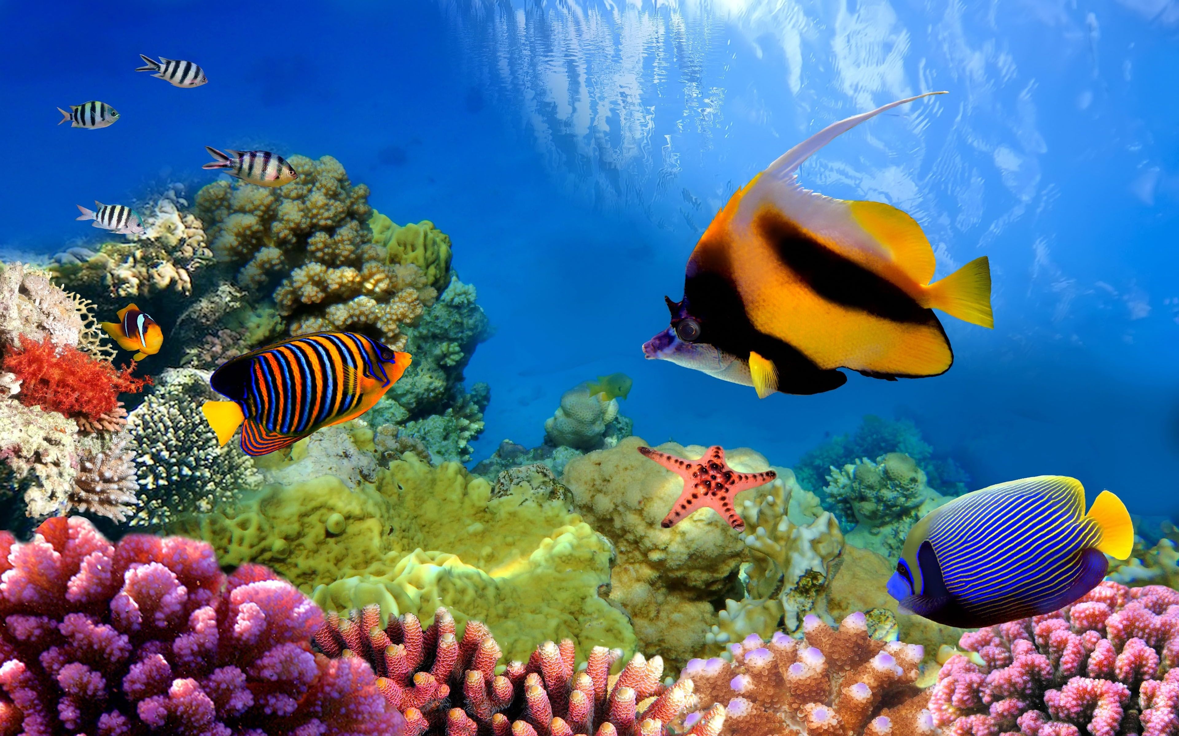 3840x2400 4K Great Barrier Reef Wallpaper and Background Image, Desktop