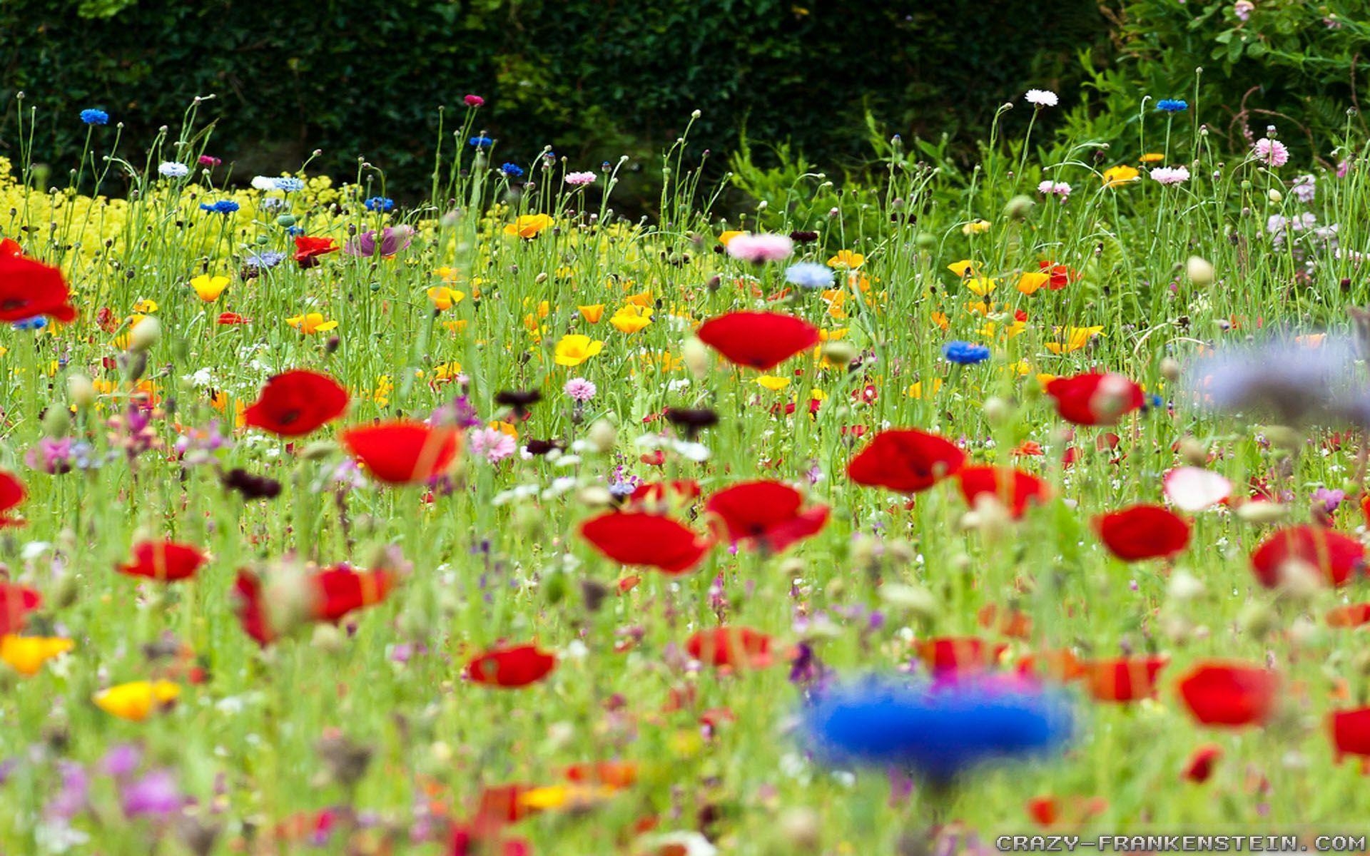 1920x1200 Flower Meadow wallpaper, Desktop