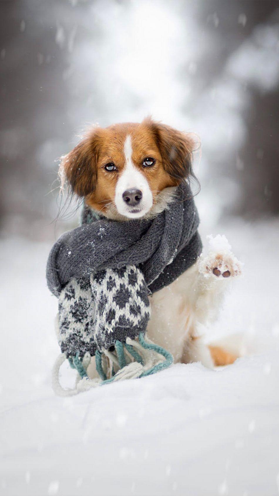 950x1690 Download Puppy Scarf Snow Winter Free Pure 4K Ultra HD, Phone