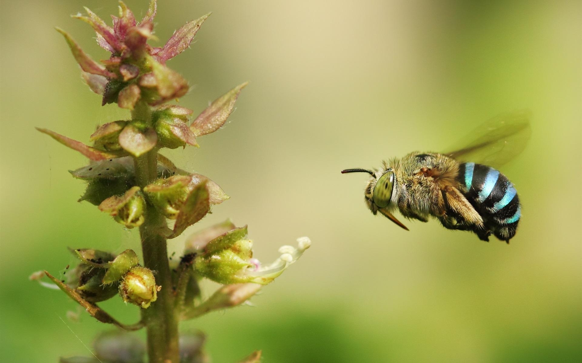 1920x1200 Wallpaper Bumblebee Flying, Insect Close Up  HD, Desktop