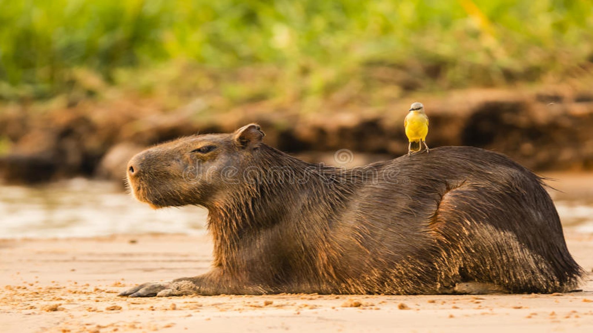 2050x1160 Capybara Wallpaper PC #MMIJBD4, Desktop