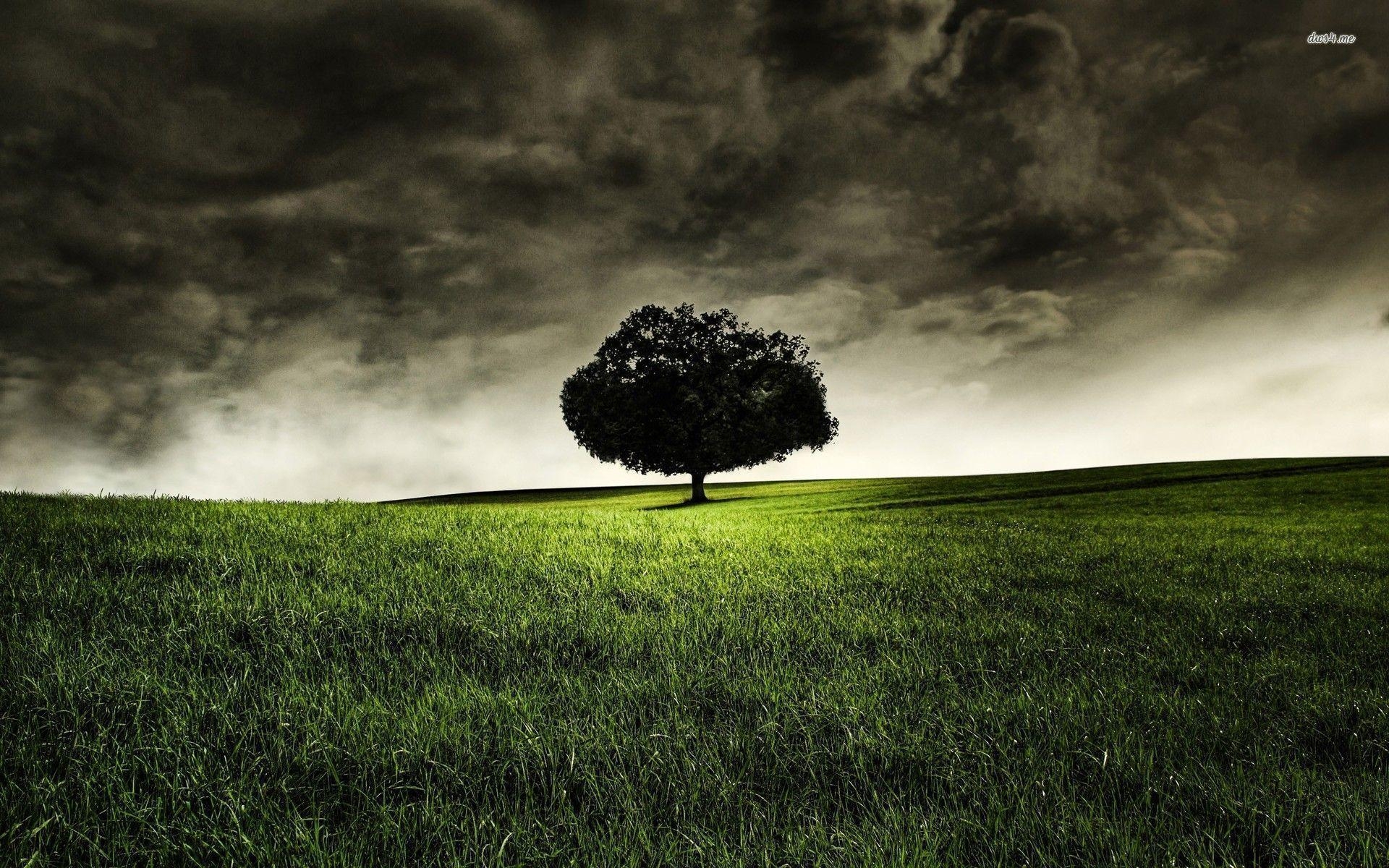 1920x1200 16510 Lone Oak Under Cloudy, Desktop