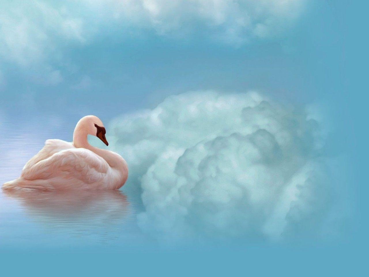 1280x960 Birds / Swans HD Wallpaper. Background, Desktop