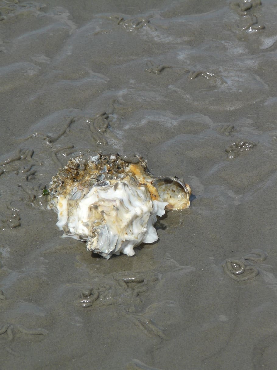 910x1220 HD wallpaper: Pacific Oyster, Shell, crassostrea pacifica, Phone