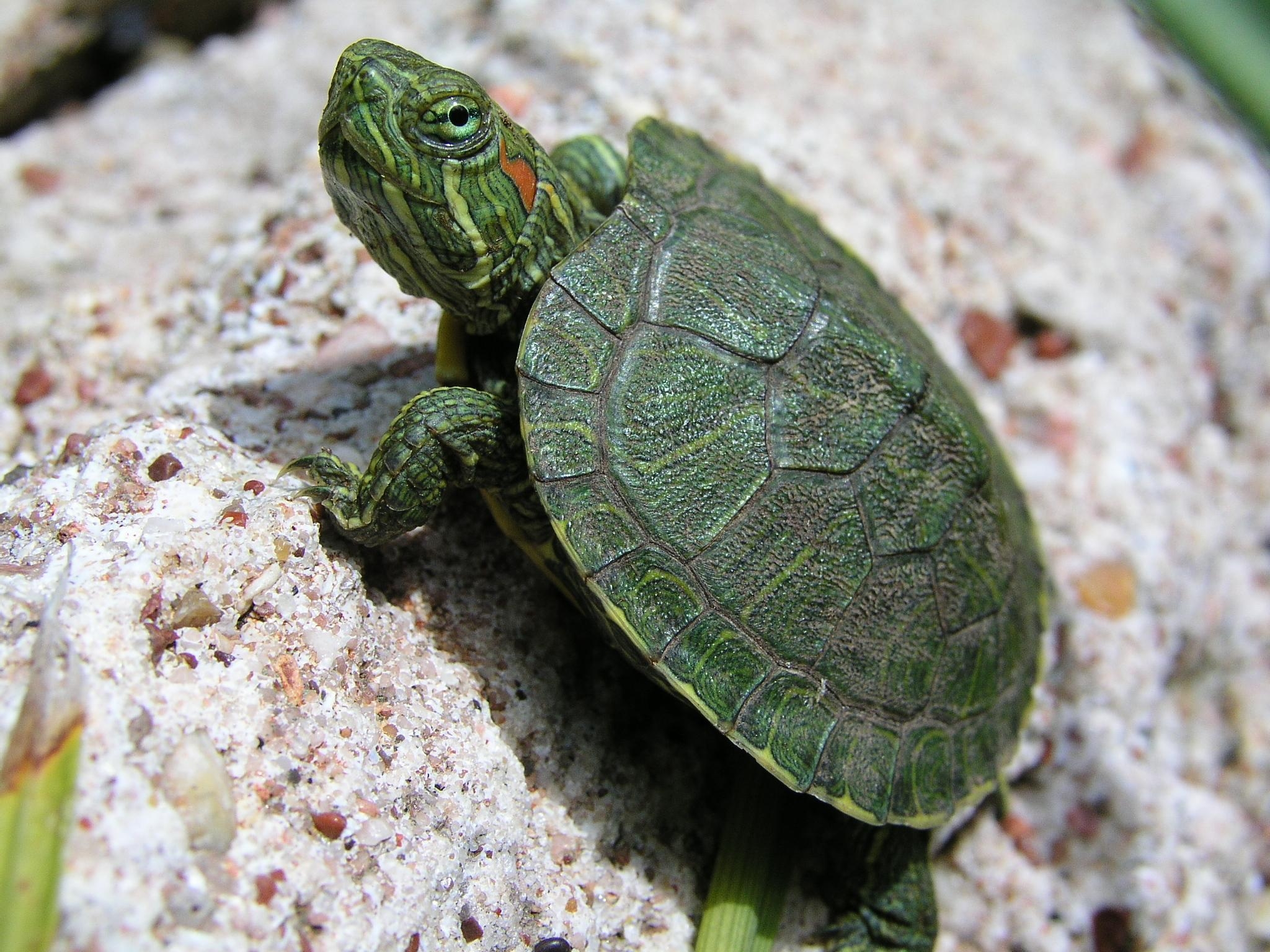 2050x1540 Baby Turtle Wallpaper HD, Desktop