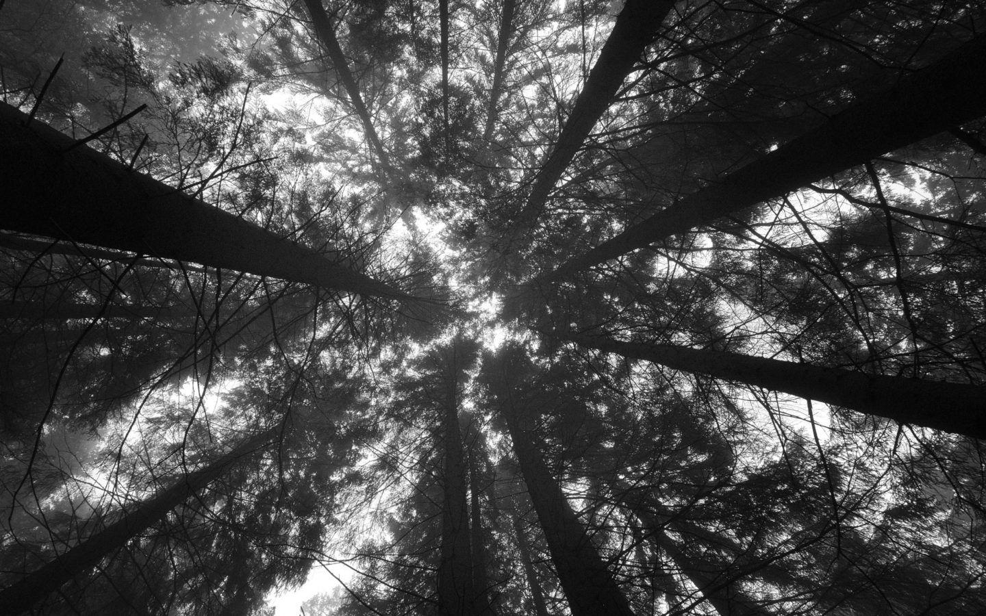 1440x900 Forest Perspective Black and White. WallpaperWebs. Laptop, Desktop