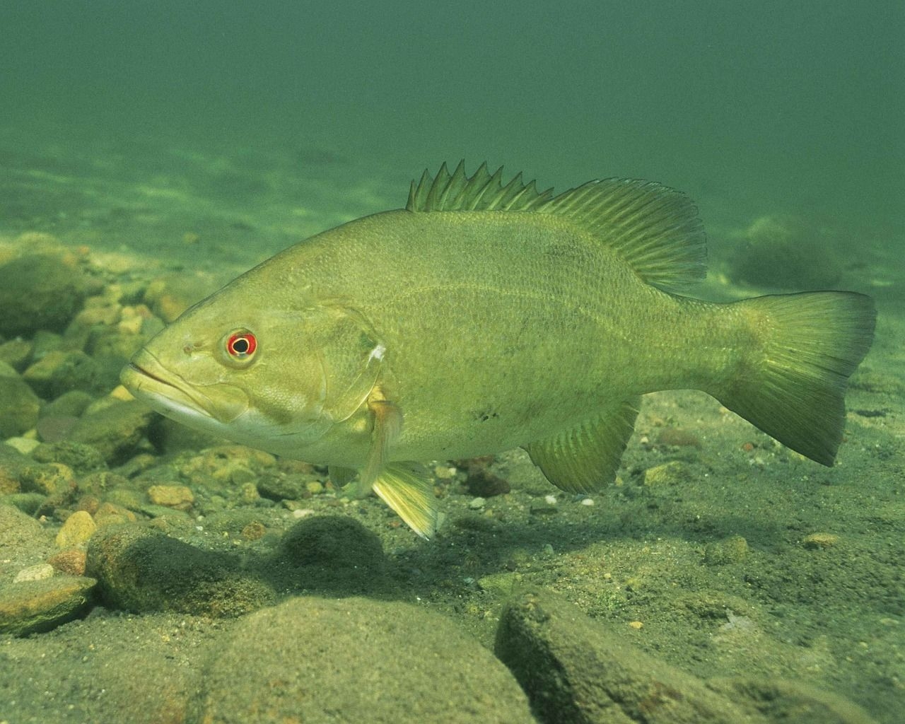 1280x1030 The Year of the Smallmouth Bass by Pat Kirmse. Friends of the Fox River, Desktop