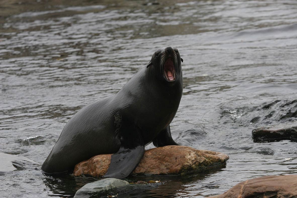 1190x790 Eared Seal Wallpaper, Desktop