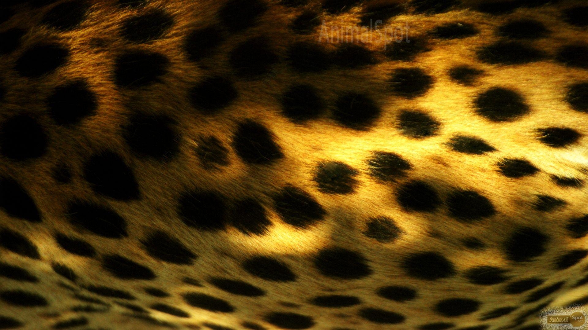 1920x1080 cheetah print wallpaper, Desktop