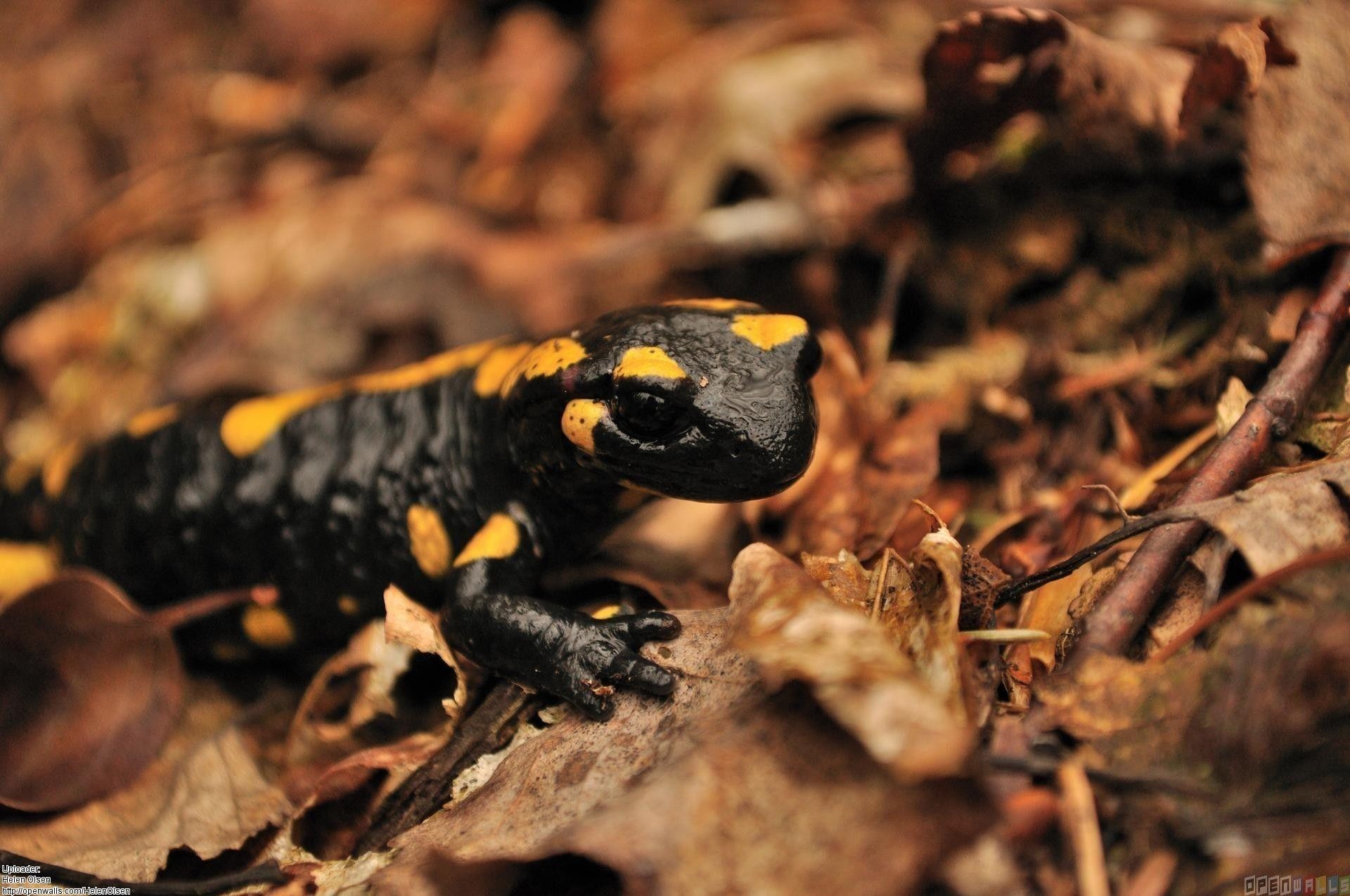 1920x1280 Salamander Wallpaper Animal Spot, Desktop