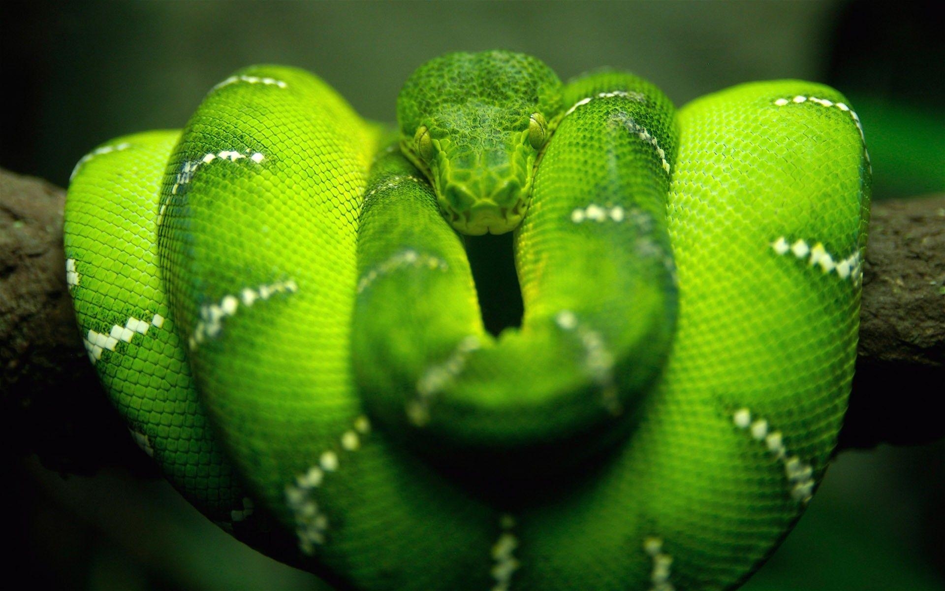 1920x1200 reptile, snake, Boa constrictor, nature, animals, wildlife, Desktop