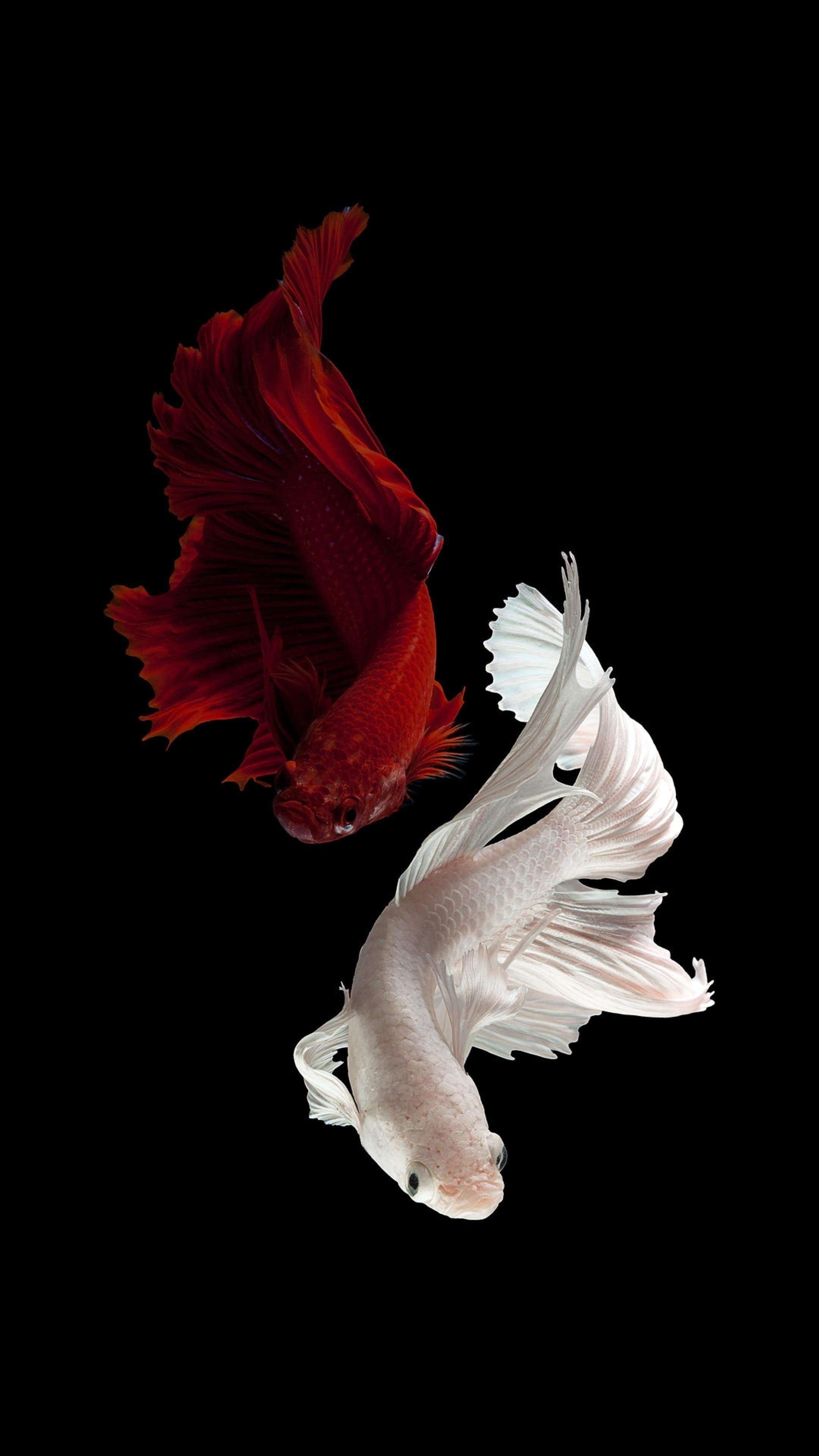 2160x3840 Aesthetic Betta Fish 4K Phone Wallpaper, Phone